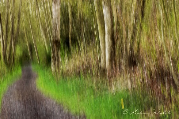 tree creative blur