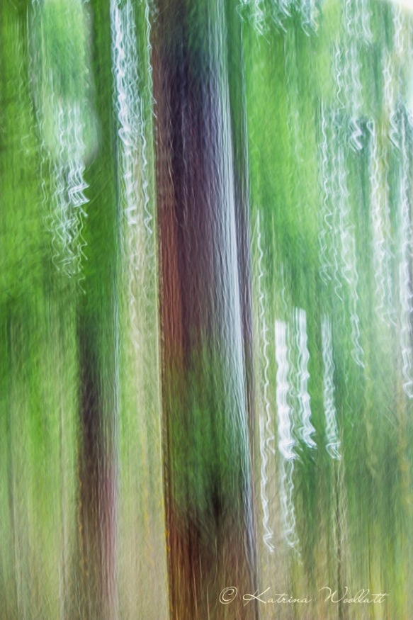 tree creative blur