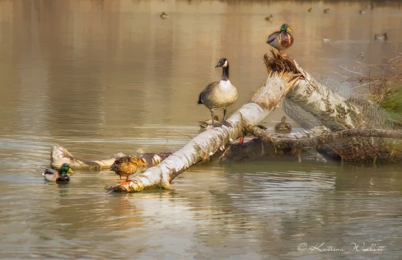 Canada goose, mallards on log