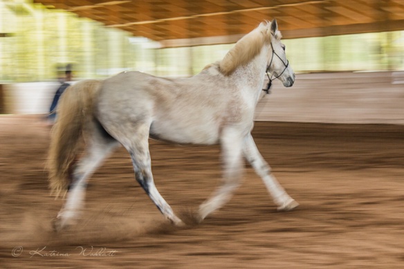 grey horse trotting