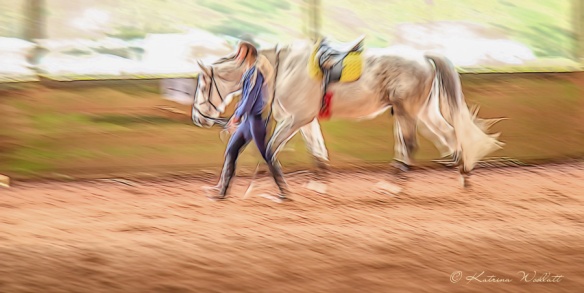 creative blur: grey horse walking with handler