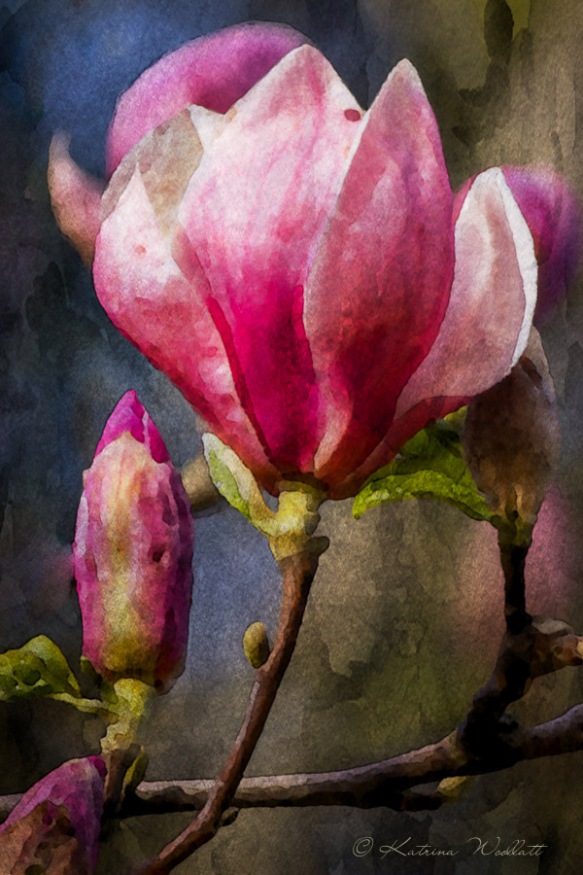 pink magnolia, art treatment