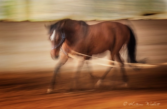 creative blur: horse trotting on longeline