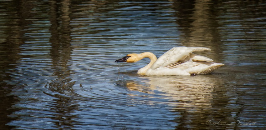trumpeter swan drinking