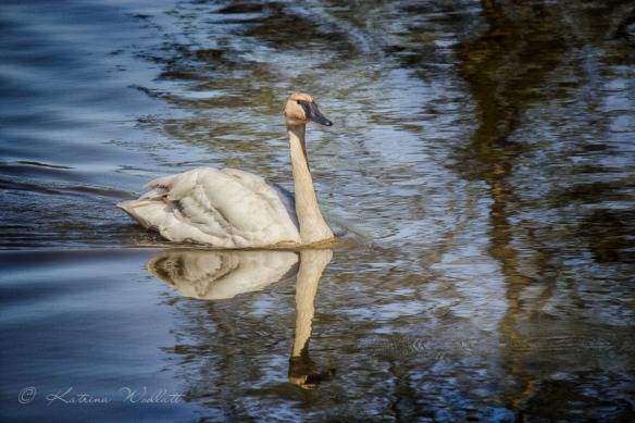 trumpeter swan swimming