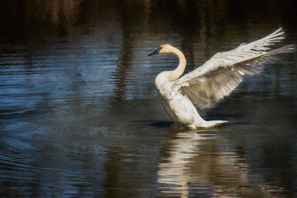trumpeter swan airing his wings